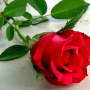 Meet your Posher, Nora